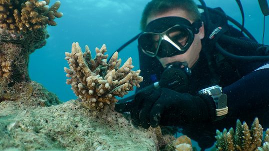 Coralpalooza: World-first day of global action for coral reefs