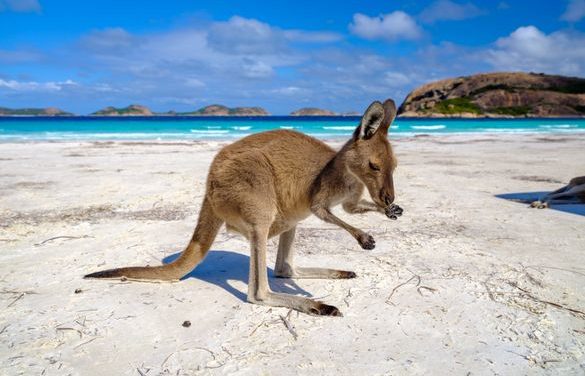 Australia’s Sub-Antarctic Triumph: Wildlife Conservation Victorious!