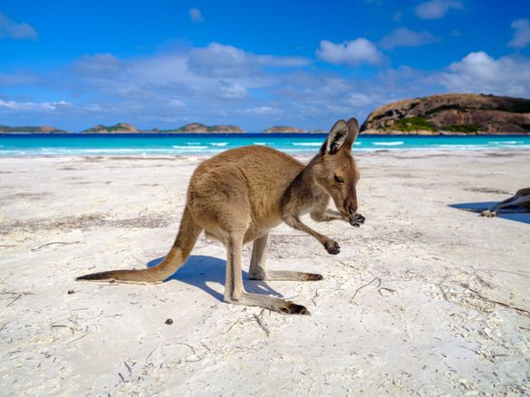 Australia’s Sub-Antarctic Triumph: Wildlife Conservation Victorious!