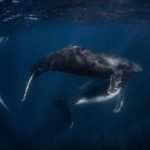 Thrilling 2023 Humpback Whale Season