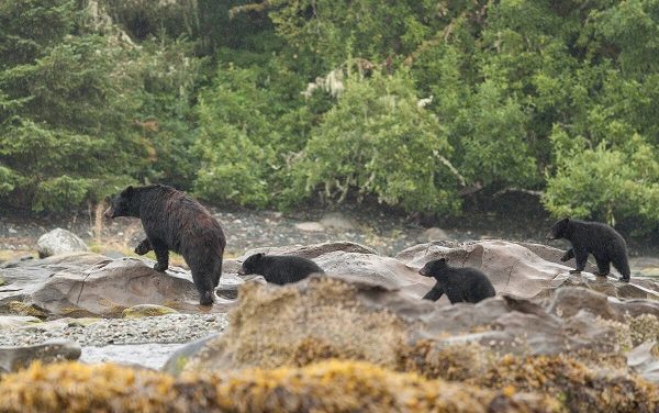 Indigenous storytellers in British Columbia share their connection to bears and whales with new wildlife videos