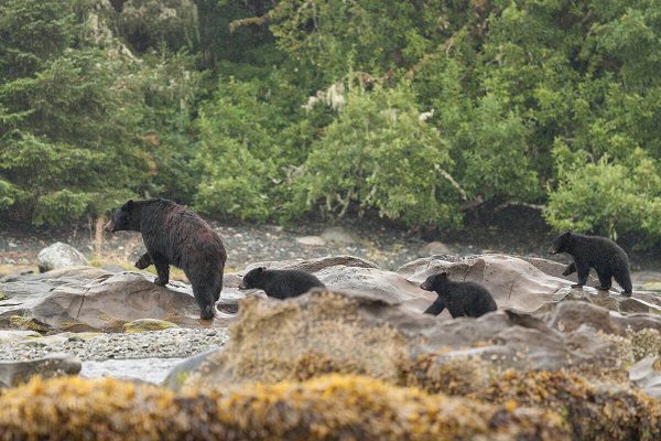 Indigenous storytellers in British Columbia share their connection to bears and whales with new wildlife videos
