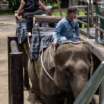 Bullhooks used on elephants during rides at Mason Elephant Lodge and Park. Credit: Andito Wasi