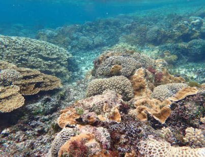 Coral Disease Crisis: Alarming Rise Ahead